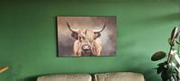 Customer photo: Scottish Highland Cow by Diana van Tankeren
