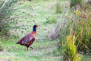 Fasan (Phasianus colchicus)