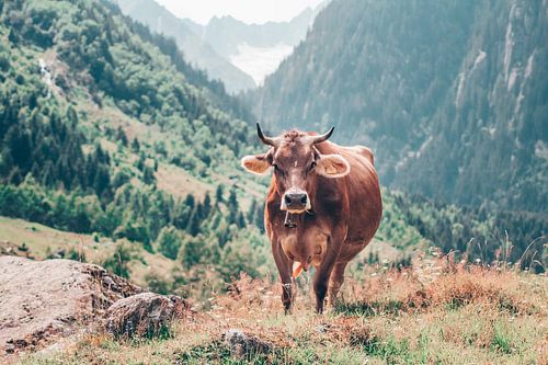 Cow in the Swiss mountains
