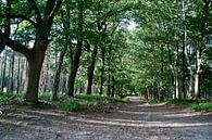 Path through the forest van Marco de Groot thumbnail