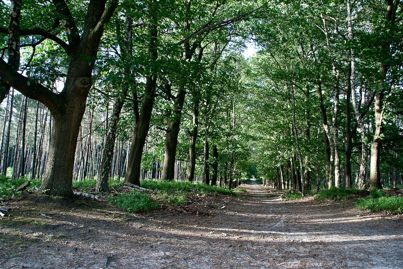 Weg durch den Wald von Marco de Groot