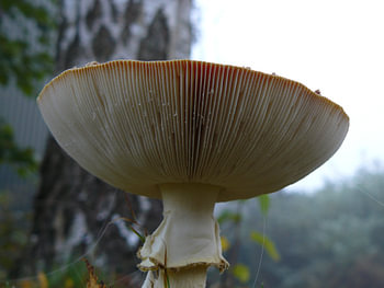 Sporen van de herfst