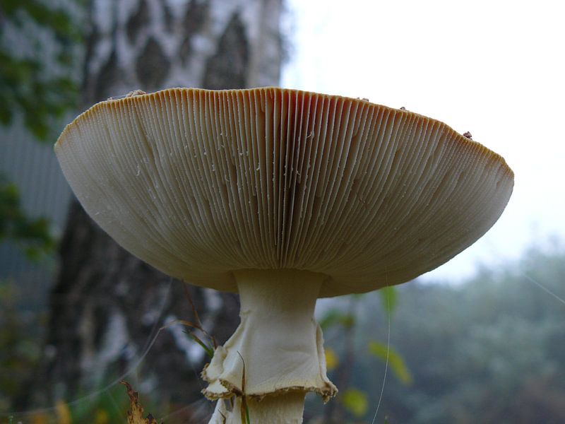 Sporen van de herfst par Natascha Tunderman