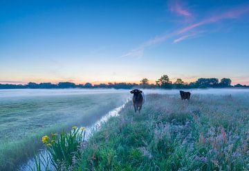 Les vaches au lever du soleil sur Marcel Kerdijk