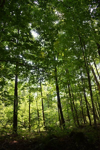 Ein Laubwald im Sommer von Claude Laprise