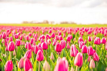 Tulips growing in agricutlural fields during springtime  by Sjoerd van der Wal Photography
