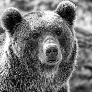 Portrait d'un ours sur Menno Schaefer