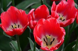 Tulipa in het Roze met een tikkeltje wit by Marcel van Duinen