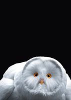 De witte uil ( Foto 3/3)