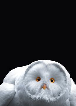 The White Owl ( Image 3/3 ) by Leny Silina Helmig
