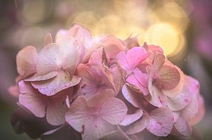 Blumen Teil 425
