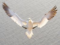 Landing Jan van Gent