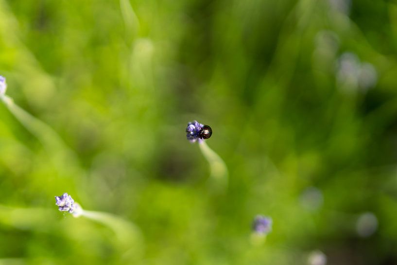 Small creature on plant by Alex van der Aa