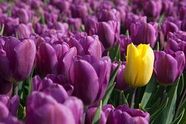 Tulpen von Cor Visser