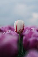 Tulpen