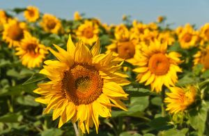 Sonnenblumen