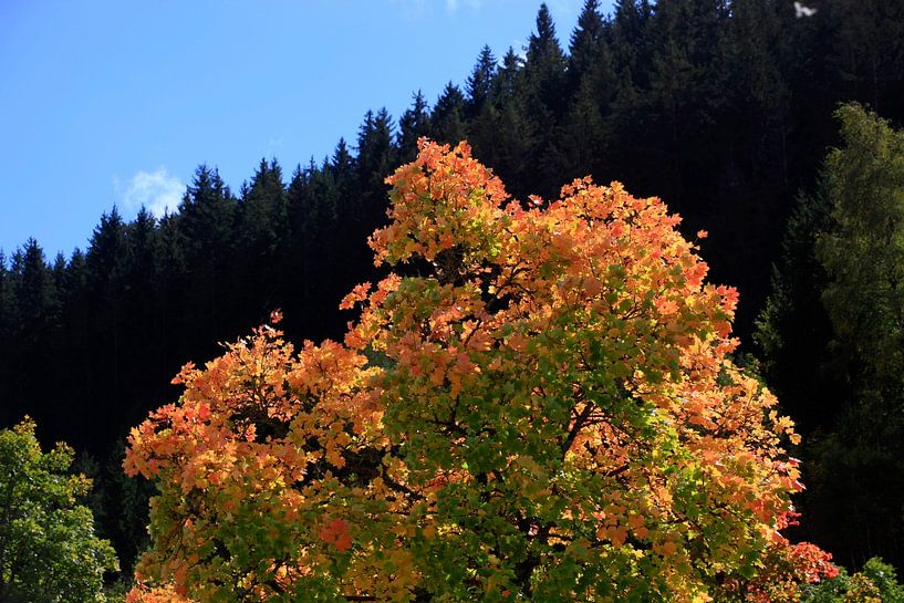 Goldener Oktober von Thomas Jäger
