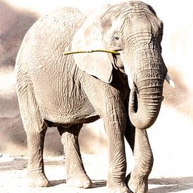 Afrikanischer Elefantenzoo Amersfoort von Annemarie Mastenbroek