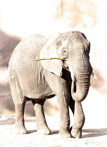 Afrikaans olifant dierenpark Amersfoort van Annemarie Mastenbroek