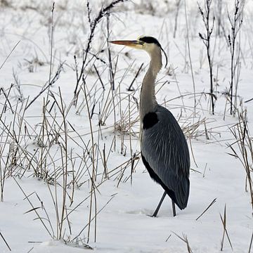 Blauwe reiger in de sneeuw van Gea van der Veen-Smedeman