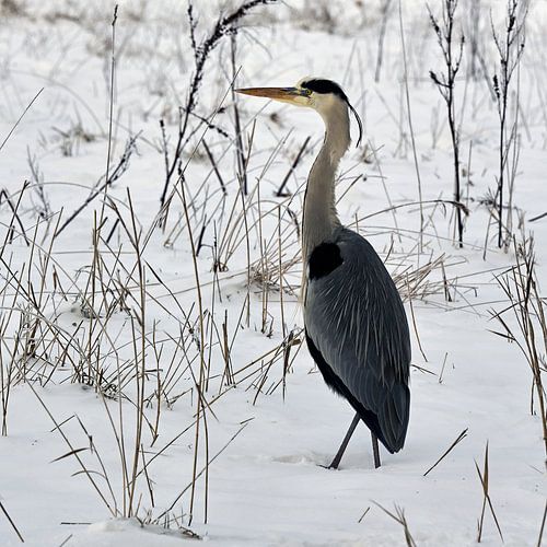 Blue heron in the snow