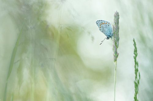 Icarus blue- Common Bleu