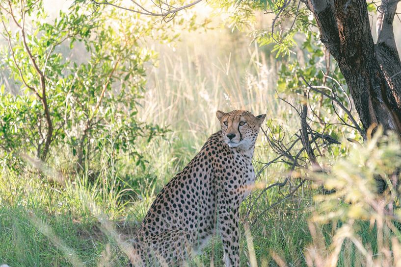 Cheetah or cheetah | Travel Photography | South Africa by Sanne Dost