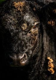 Galloway by Art By Light Photography