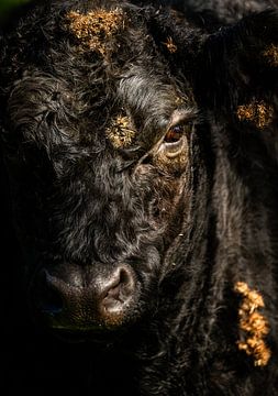 Galloway van Art By Light Photography