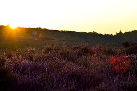 Heidekraut blüht bei Sonnenaufgang von Monique Folkerts