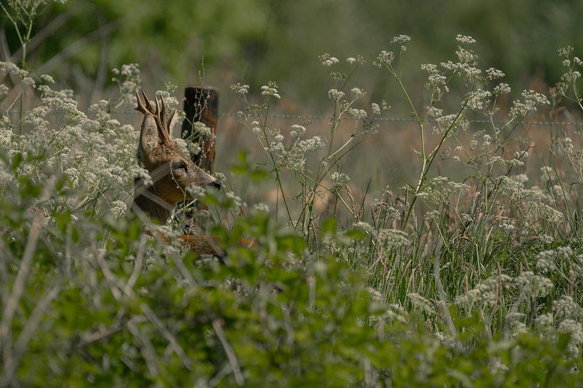 Reebok dans l'herbe par Leon Kuijer
