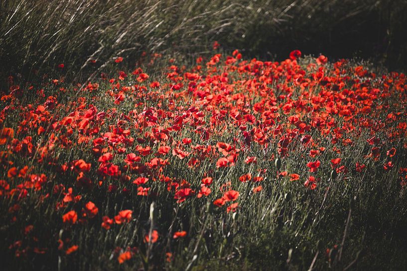 Leuchtend rote Mohnblumen auf einem Feld von Imladris Images