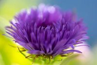 aster