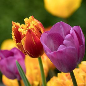 une tulipe ornementale rouge et jaune parmi des tulipes violettes et jaunes sur W J Kok