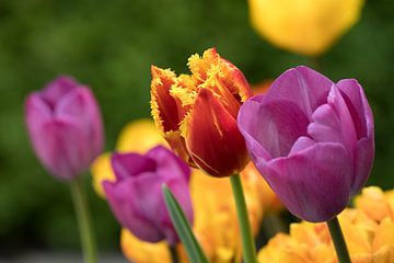 une tulipe ornementale rouge et jaune parmi des tulipes violettes et jaunes sur W J Kok