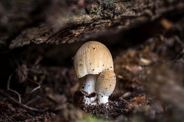 Deux champignons à mica communs dans la forêt sur Jolanda Aalbers