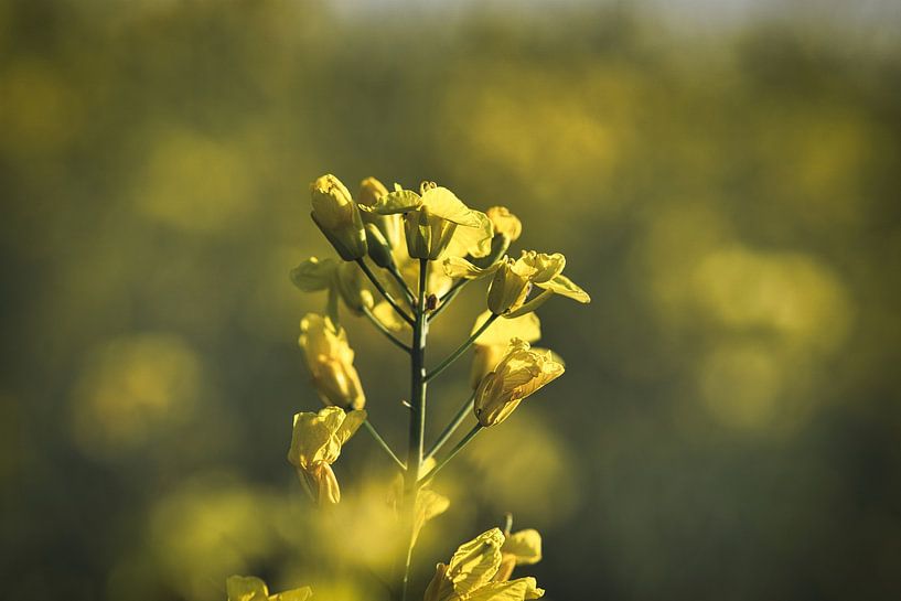 Zicht op een gele koolzaadbloem in het koolzaadveld van Martin Köbsch