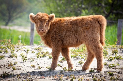Schotse hooglander jong kijkt recht in de camera