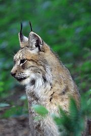Lynx