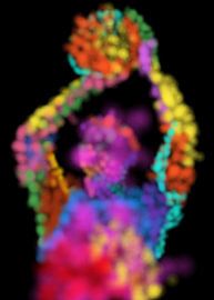 Basketball in pop art