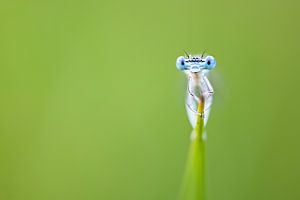 Eye contact van Erwin Dijkshoorn