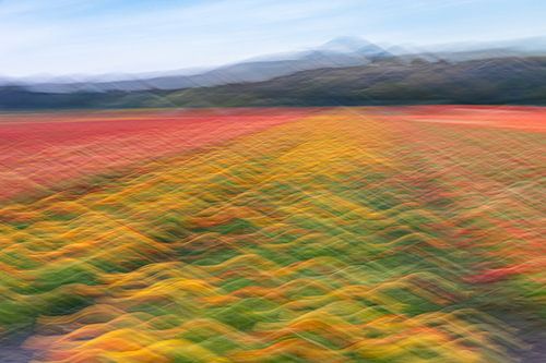 Waves of Spring