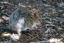 quokka