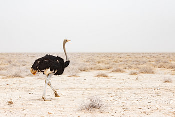 Strauß auf einer Wanderung im Etosha NP, Namibia