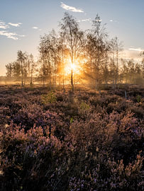 Sunrise over the heath in bloom in Averbode. by Bart Ceuppens