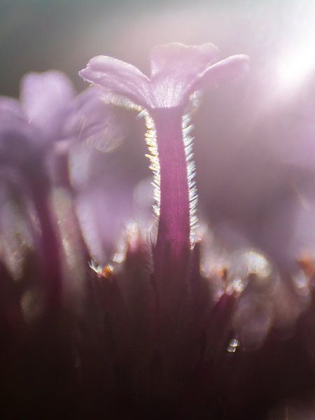 Achillée au soleil Macro par Mr White Takes Pictures