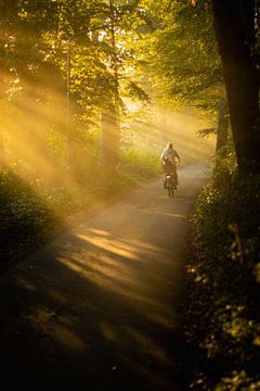 Un cycliste avec son chien derrière lui dans le Heilooërbos est ombragé par des parasols. sur Bram Lubbers