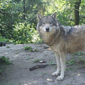 Europese wolf von Ronald en Bart van Berkel