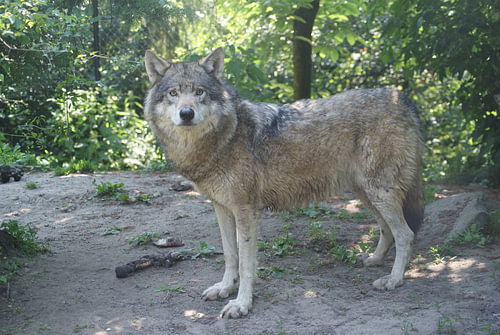 Europese wolf
