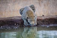 Luipaard in Krugerpark in Zuid-Afrika